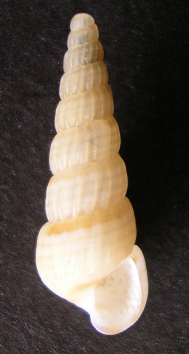Turbonilla striatula